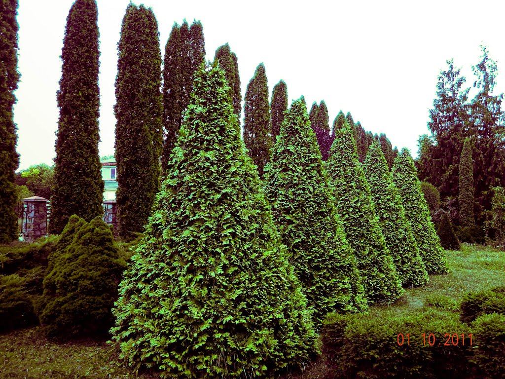 Файні кипариси і туйки посаджені в ЛМГ Нової Ушиці / Сool cypresses and tuyky planted LMG of the New Ushytsya