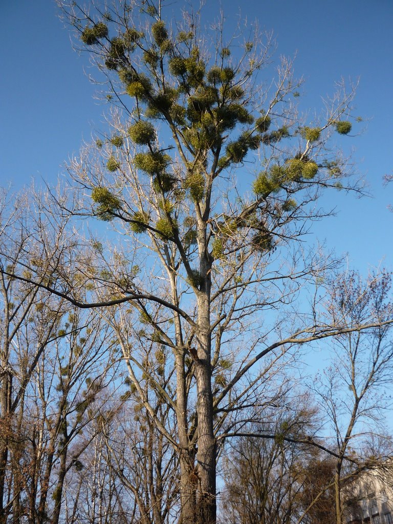 Infected Populus