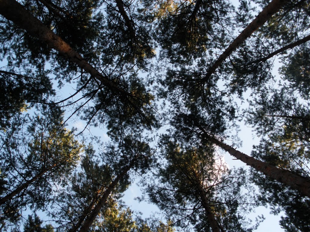 Сосни