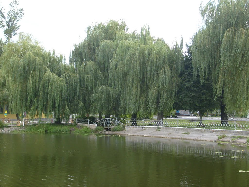 Плакучие ивы в Славуте