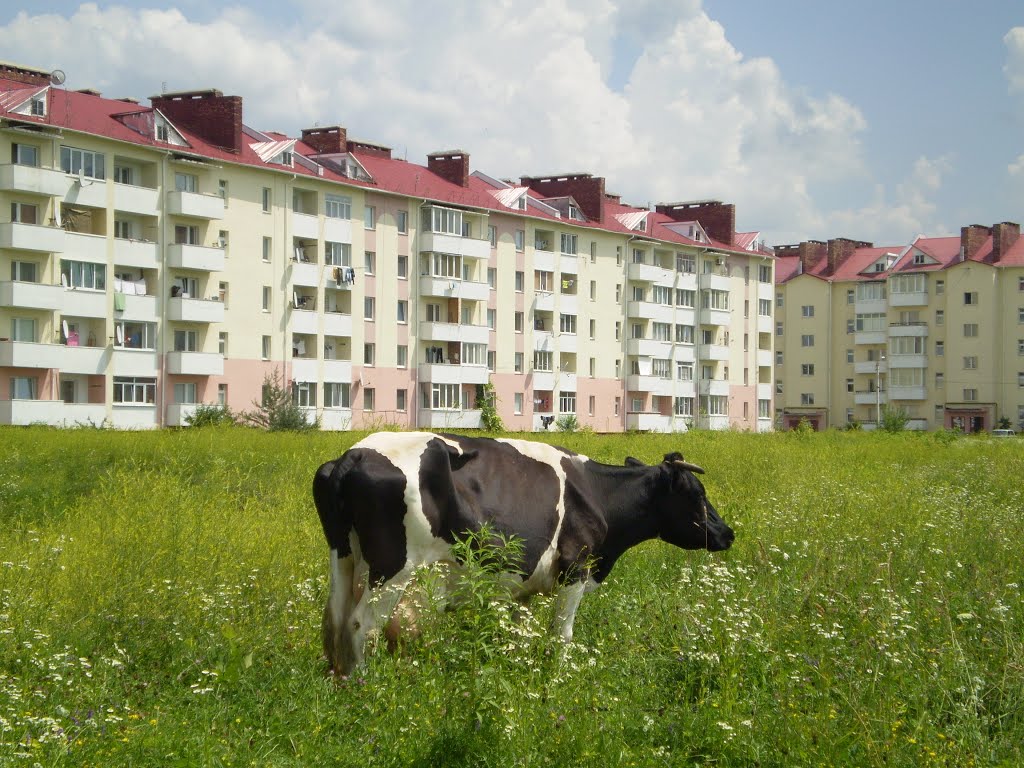 Корова и город.