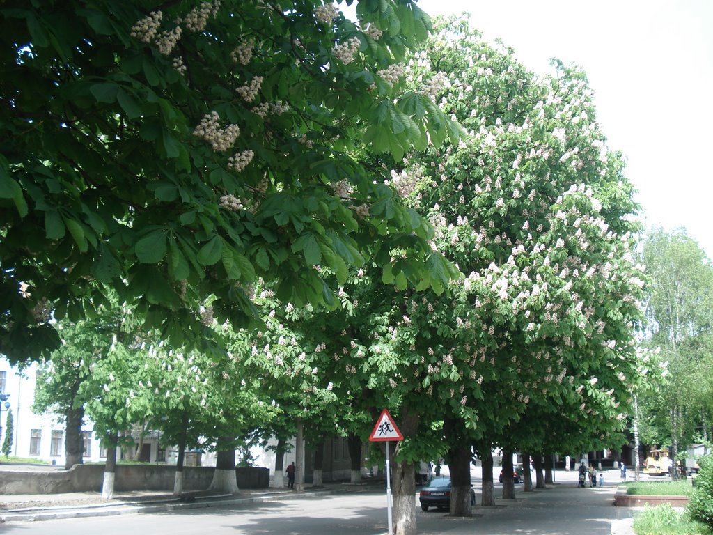Каштаны_