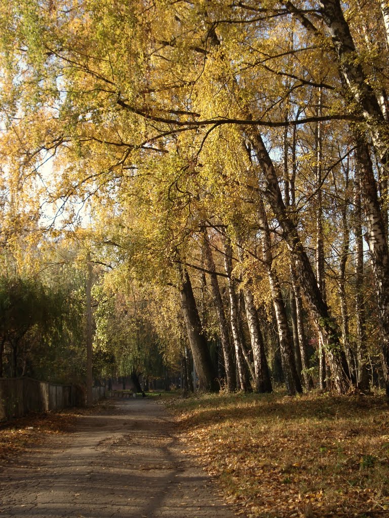 Walk in the autumn park