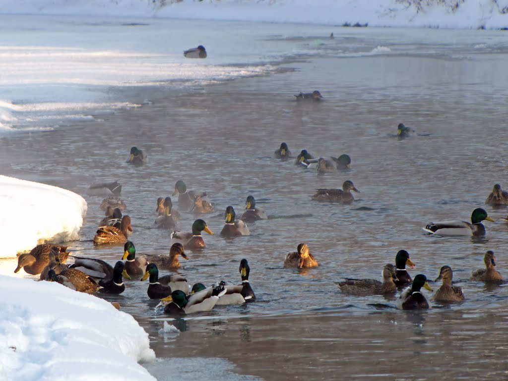 Ducks on frozen South Bug / Утки на Южном Буге - 4