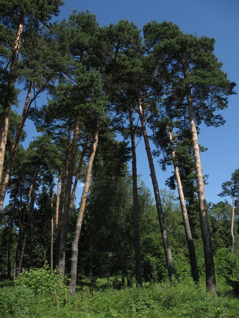 Парк