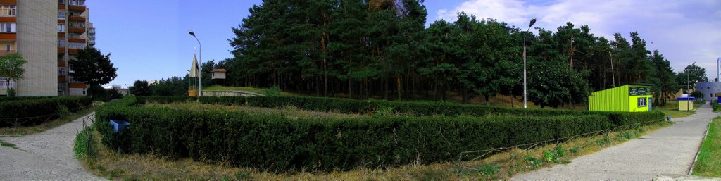 forest in town