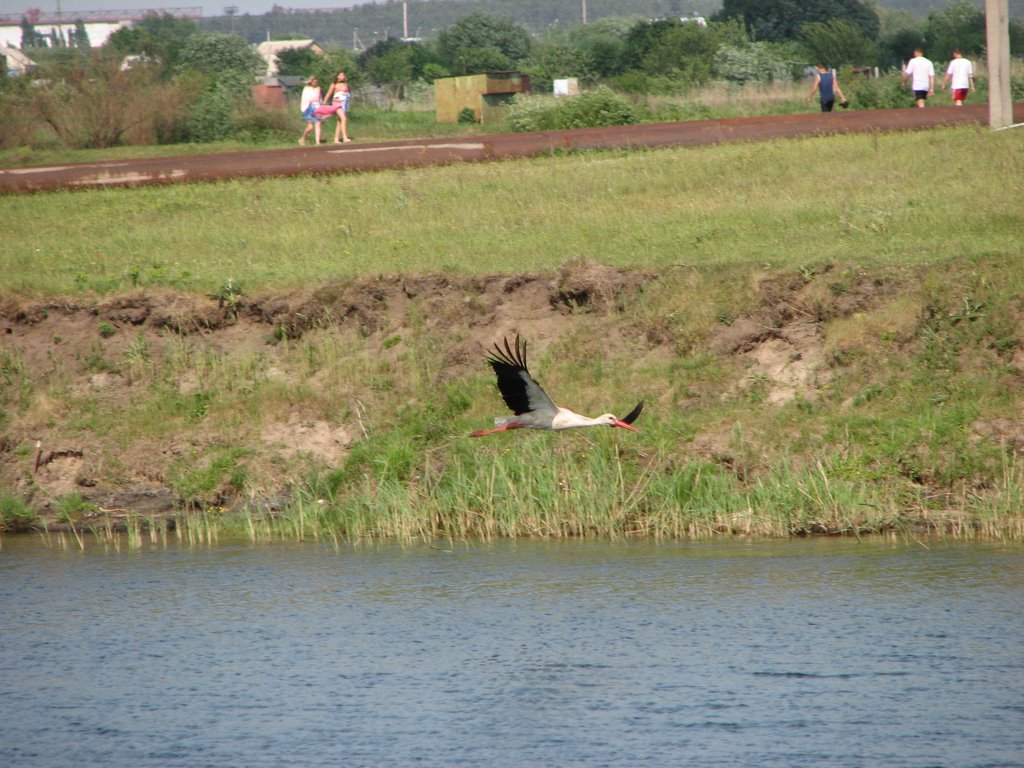 stork