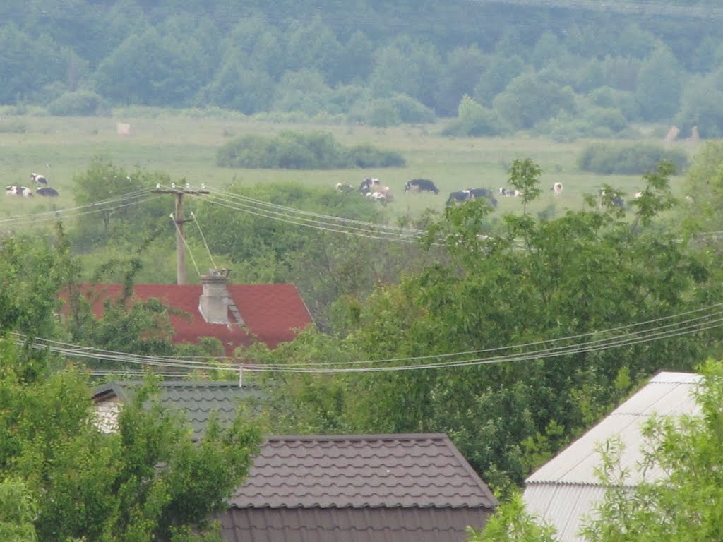 Корови