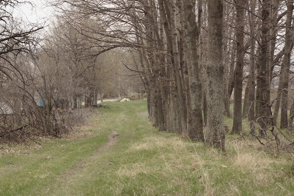 Роща