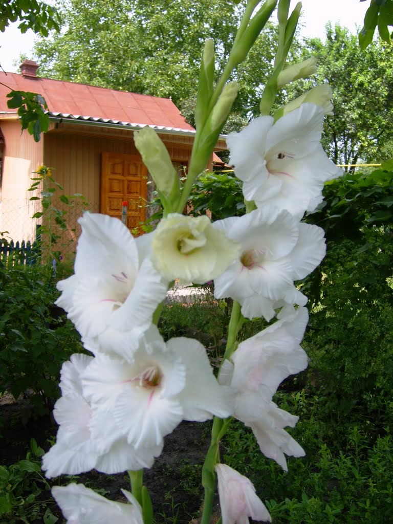 Цветы