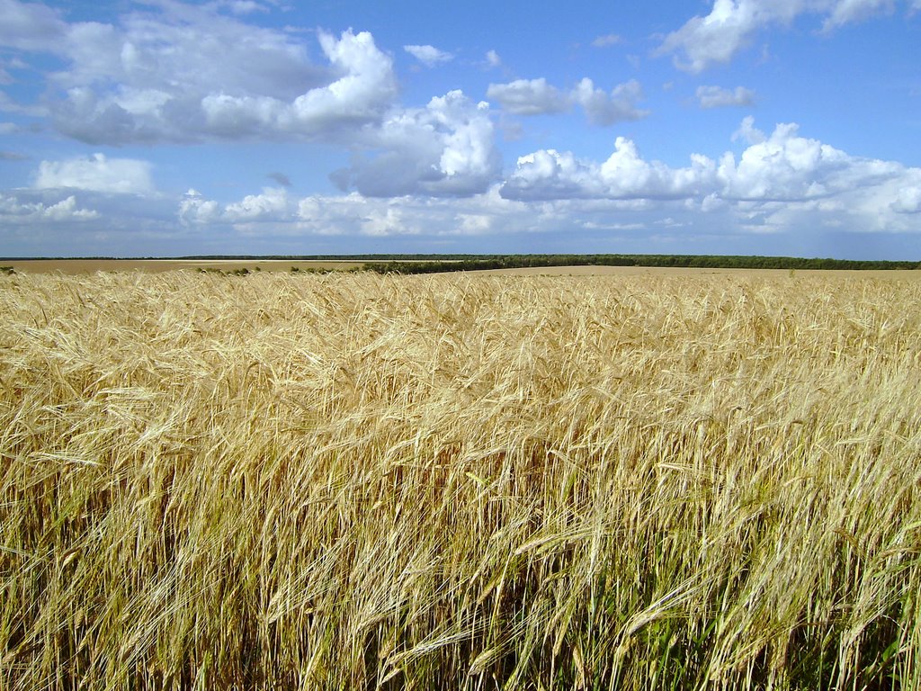 Звенигородські хліби | Wheats fields