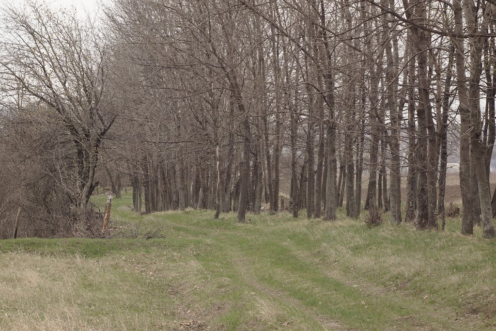 Роща