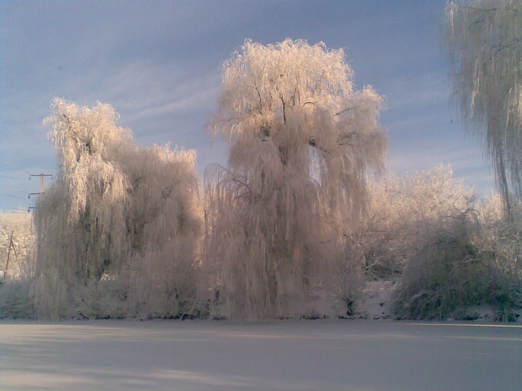Верби