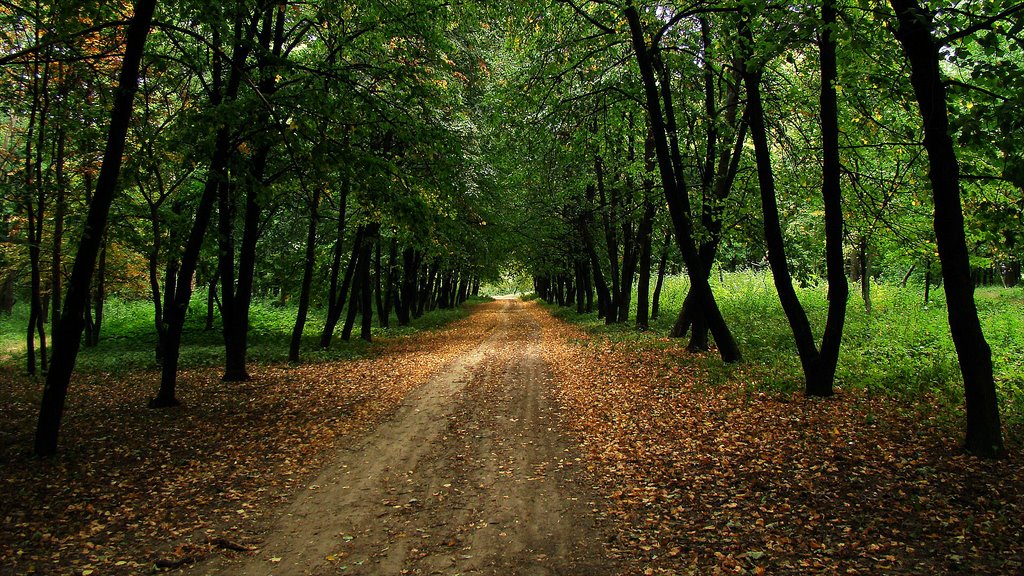 Дендропарк | Park Arboretum
