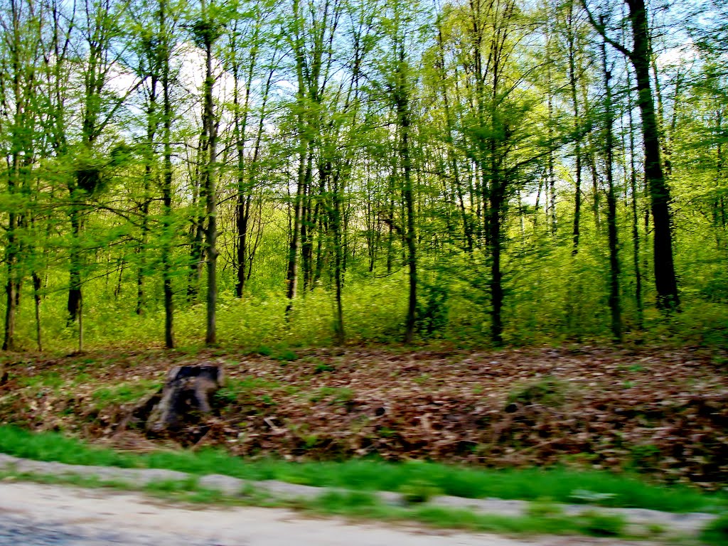 25.04.2012 15:13  Обочина дороги за городом.