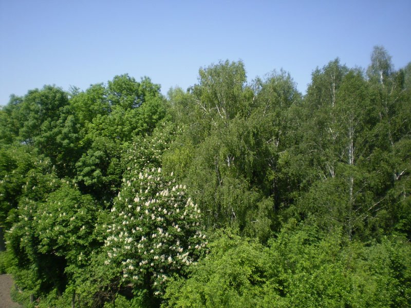 viwe from my Window