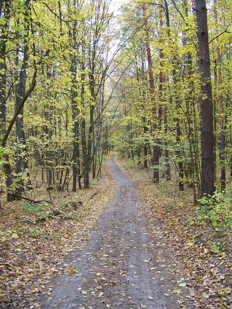 Дорога