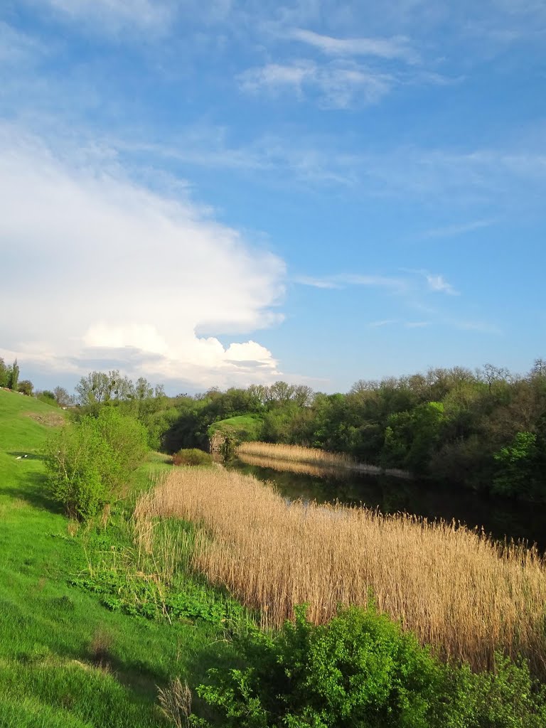 Камянка - очерет на річці Тясмин, reeds on the river Tyasmin