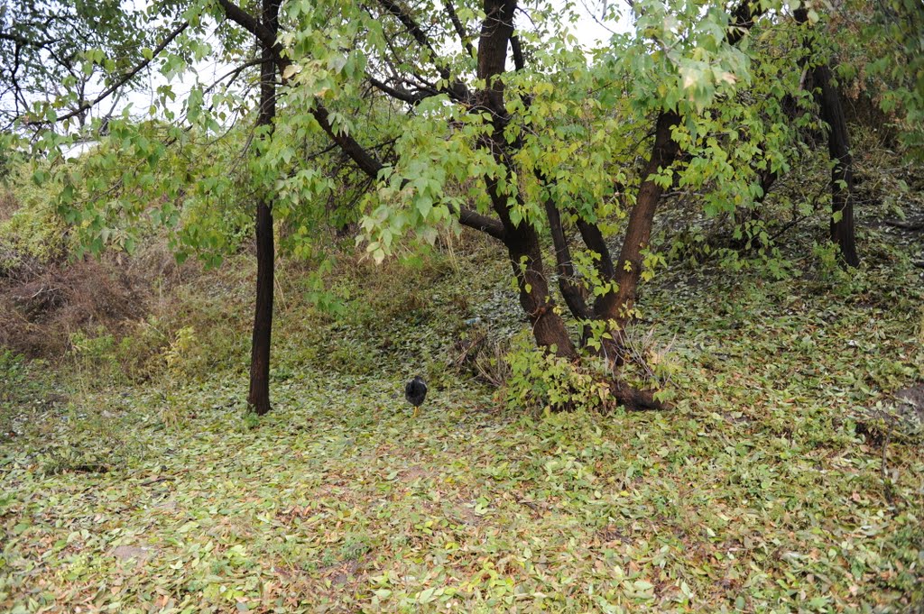 Лес