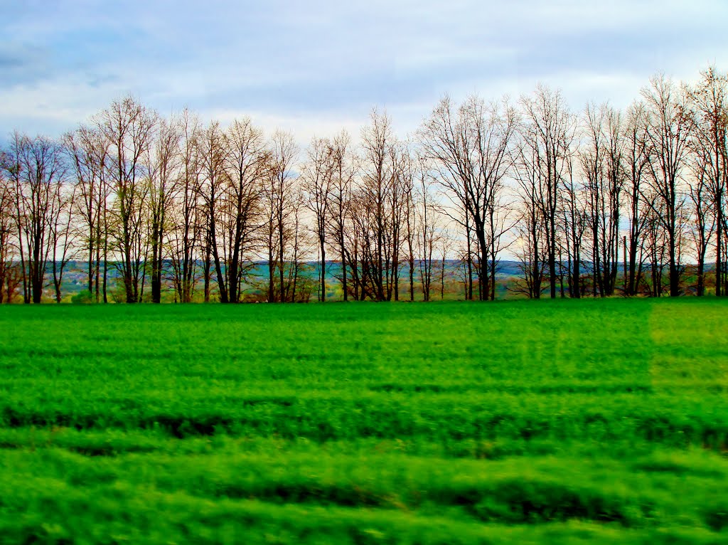 23.04.2012 17:58  Дорога Р04. Луг на околице Лысянки.