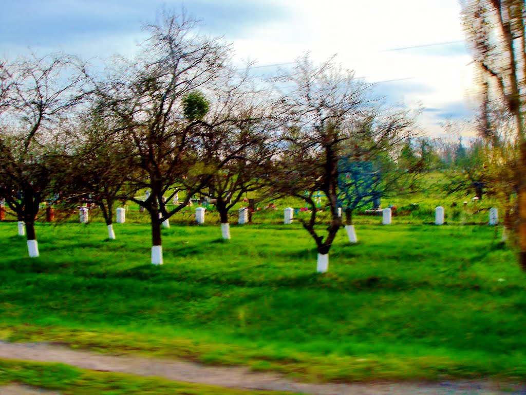 23.04.2012 17:59  Дорога Р04. Сад перед мемориалом.