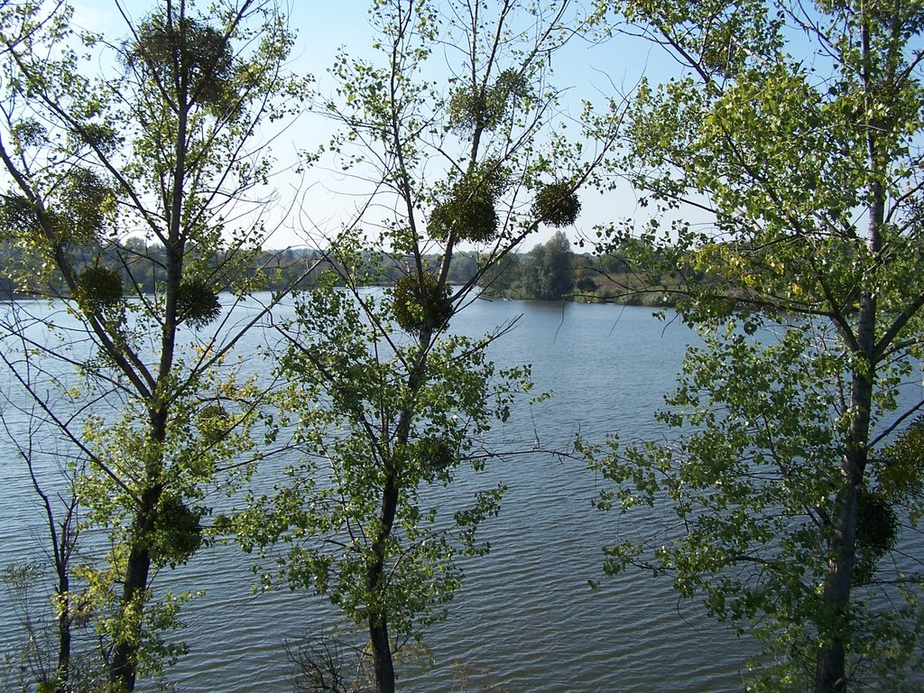 Центральний ставок (Central pond).