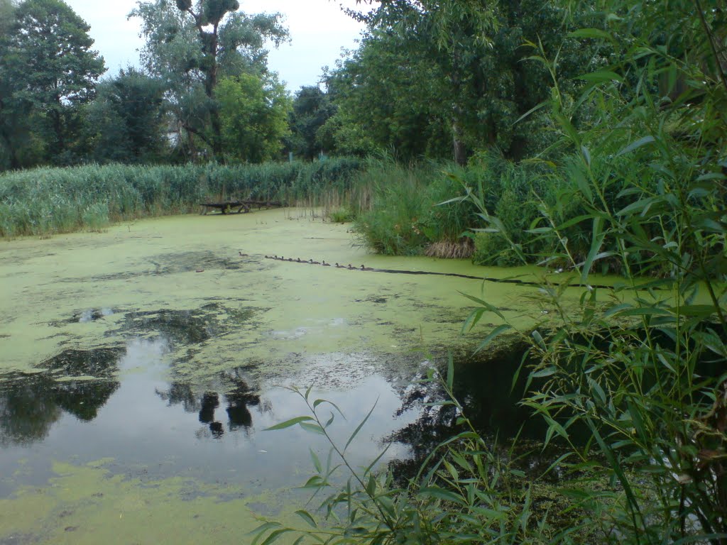 Утки