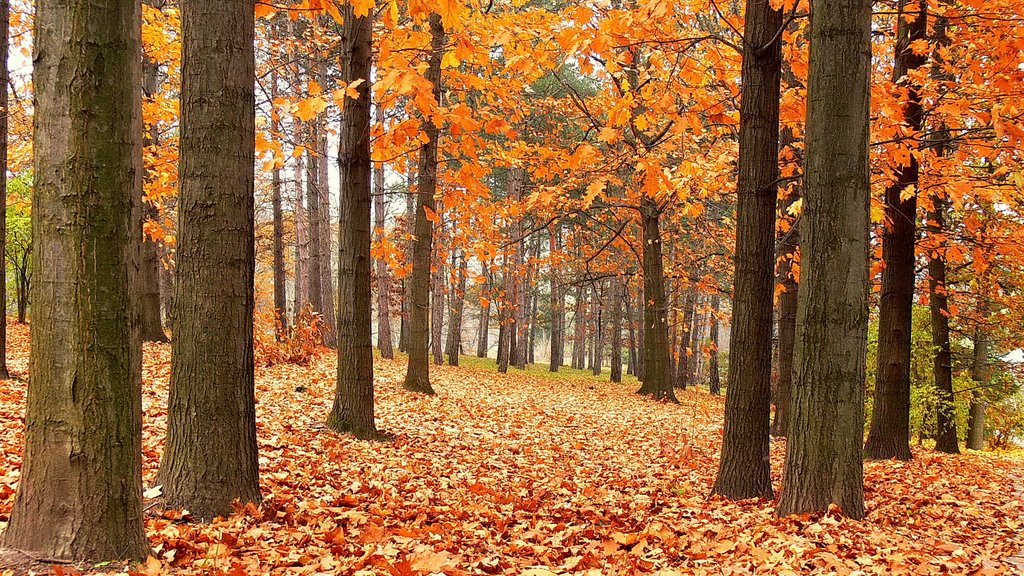 UMAN  Parque Sofia