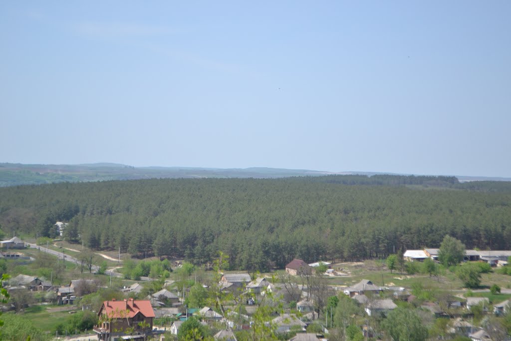 Чигиринщина. Леса Холодного яра.
