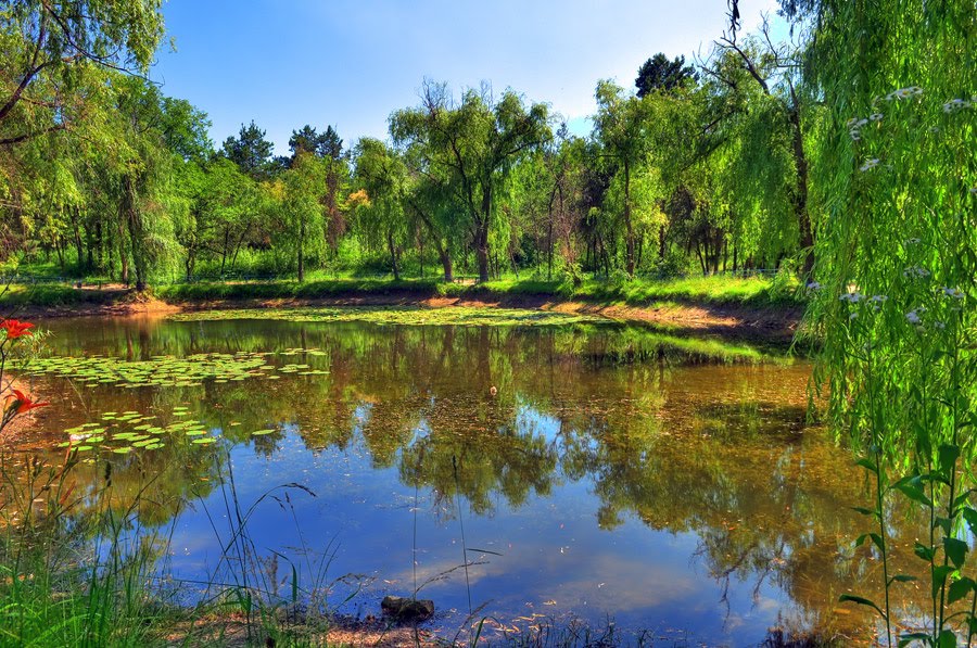Купальница