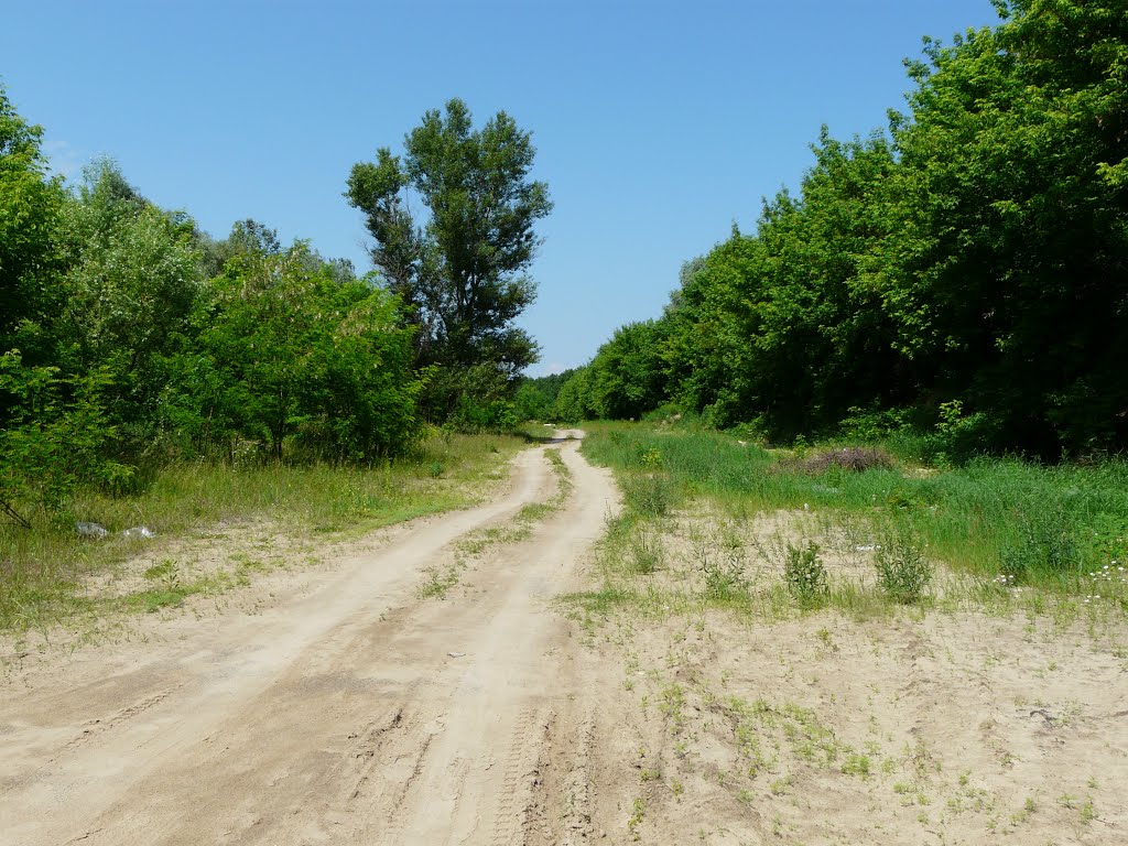 Лесная дорога