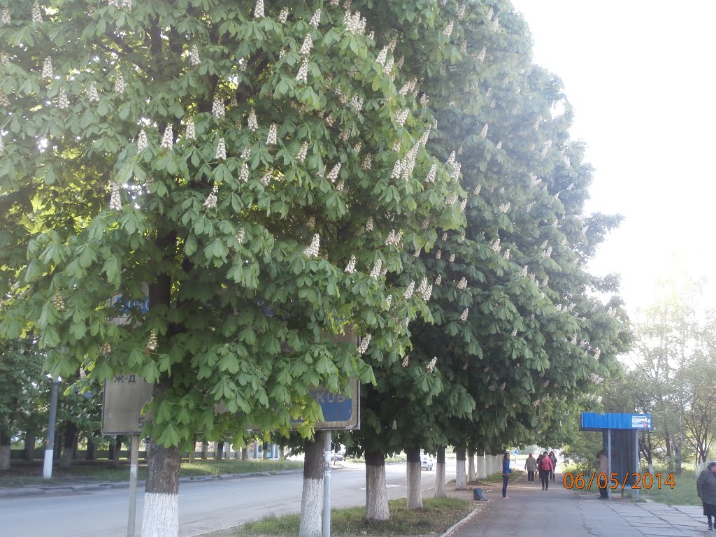 Каштани
