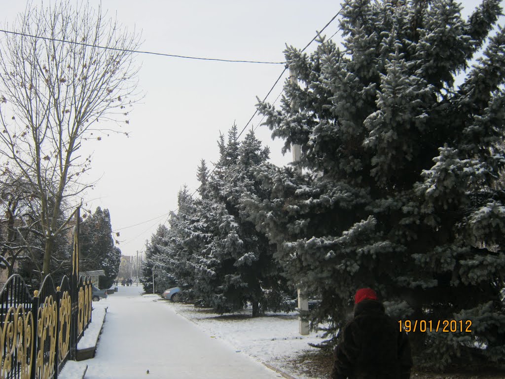 Ялинки