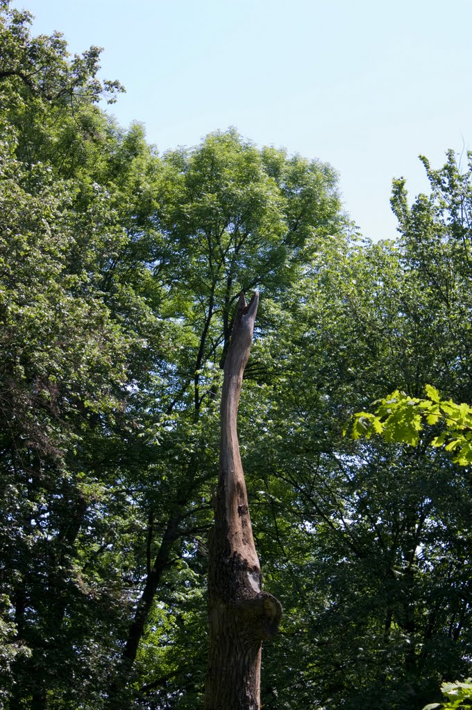 Сухой дуб в виде журавля/Dead oak as a crane