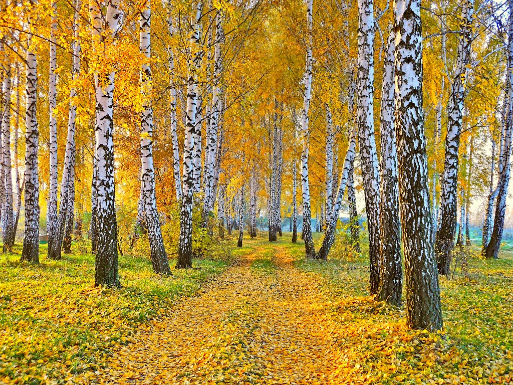 Золотая осень