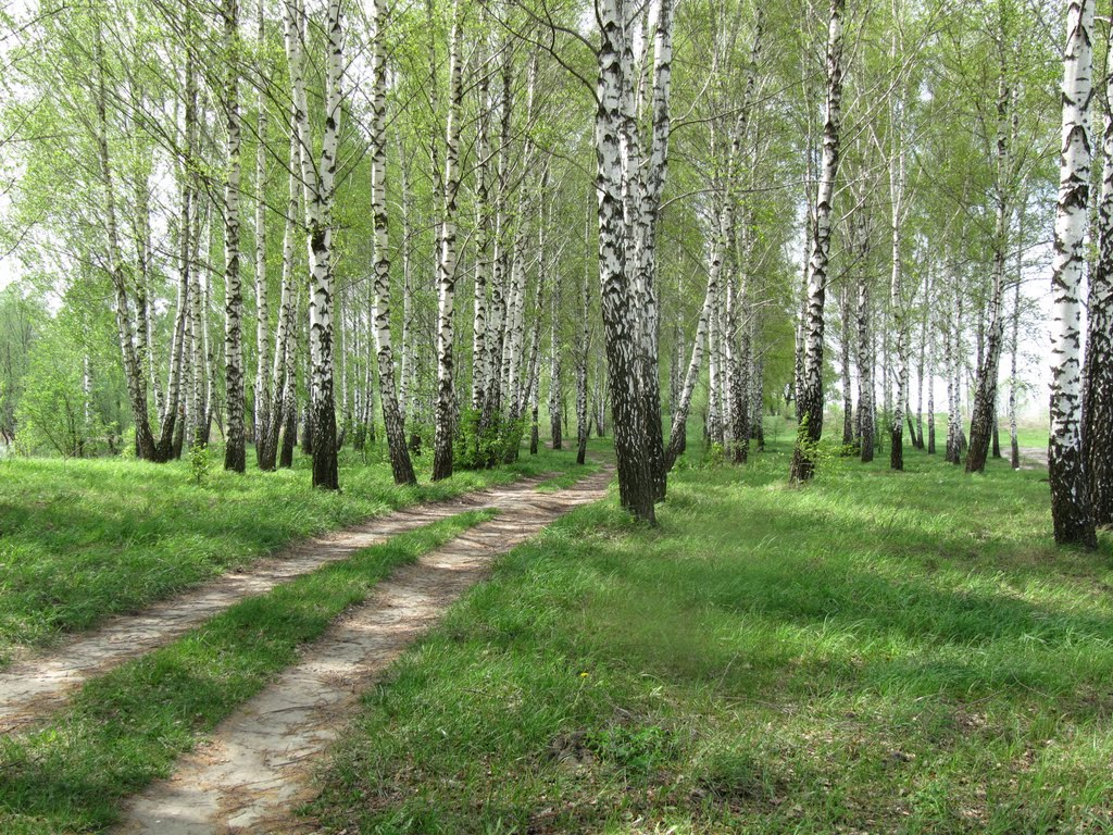 Зарой