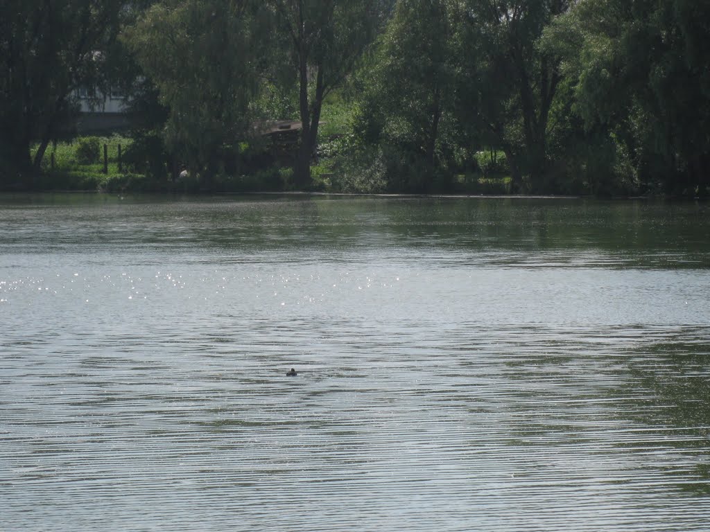 речка Борзенка, г.Борзна