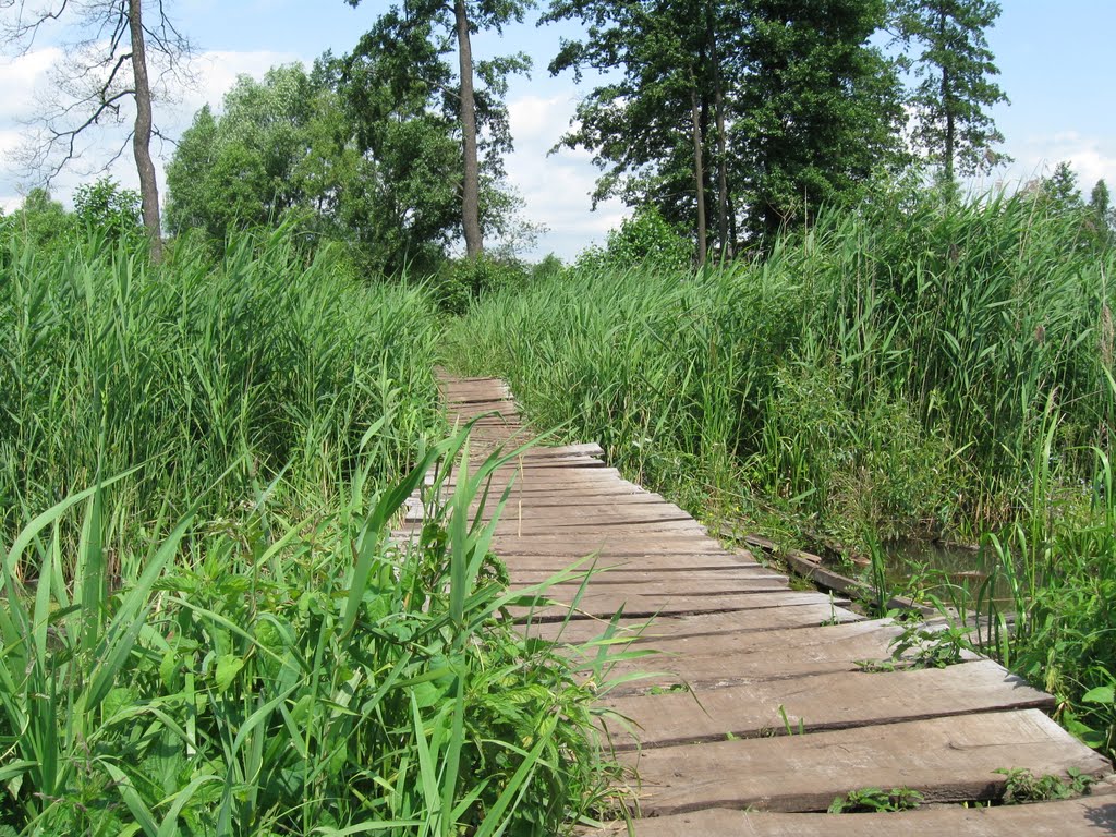 The road from the tree