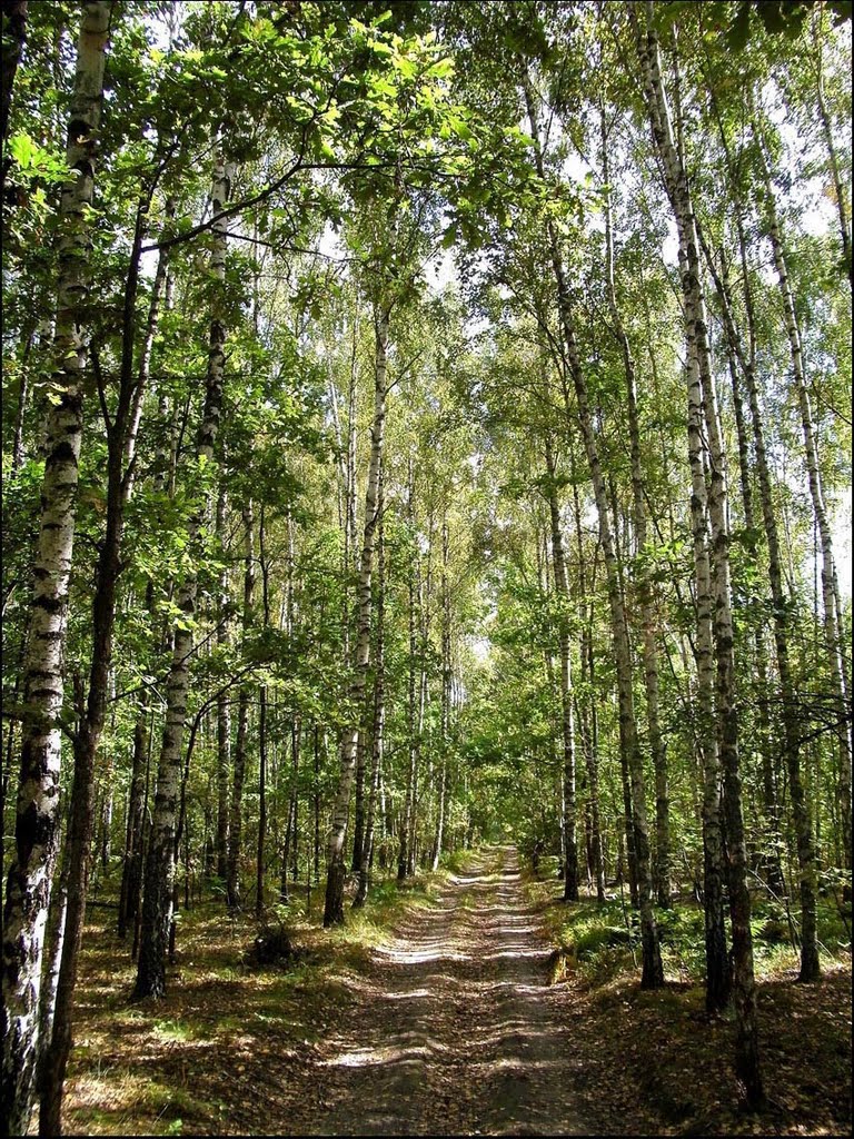 Birches