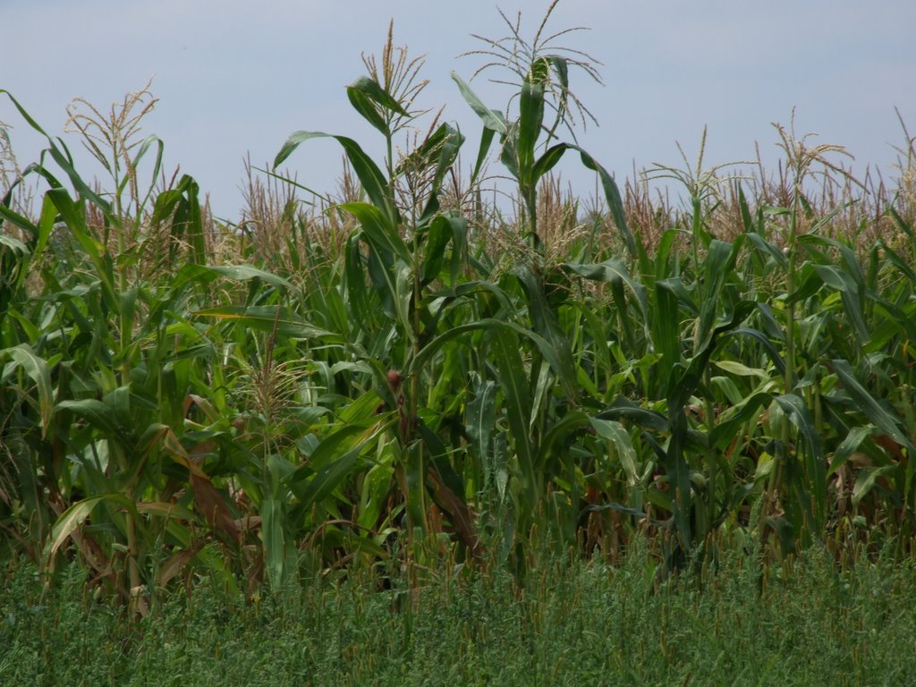 Corn field