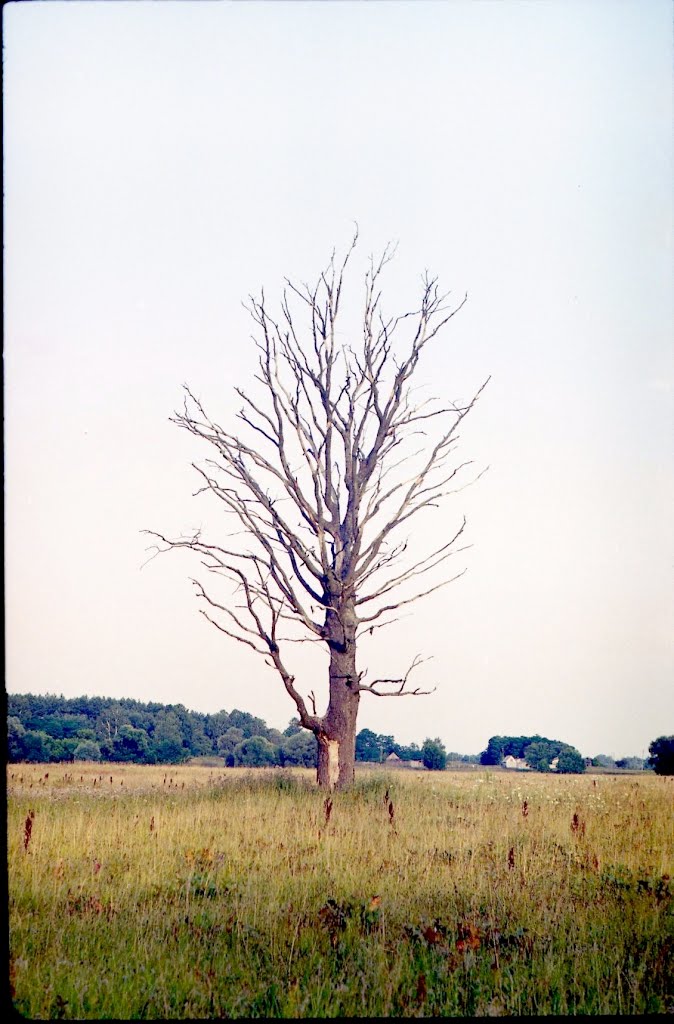 Дерево у полi (Lonely Tree)
