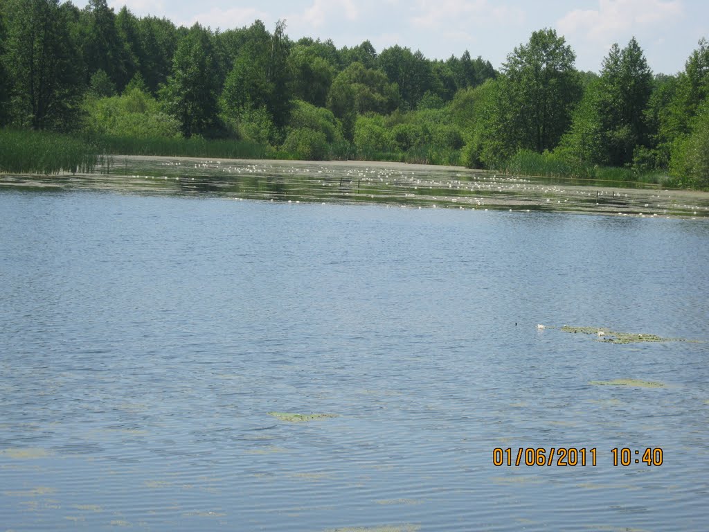 Водяні лілії