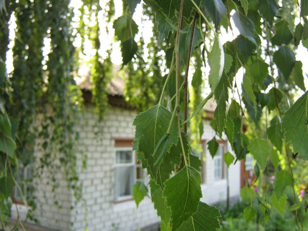 Береза и домик (Beautiful House and Leafes Of Birch)