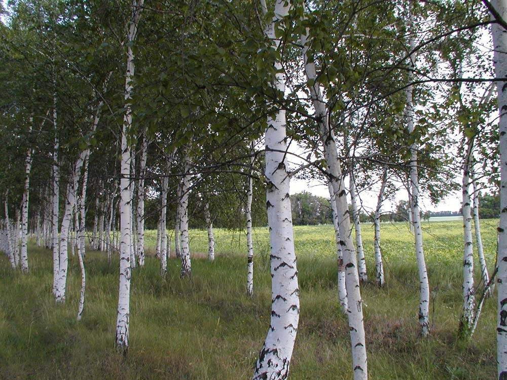nature