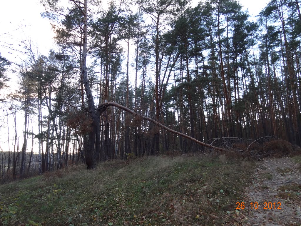 Корюковский лес