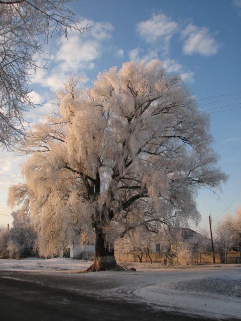 Наша верба при трасі