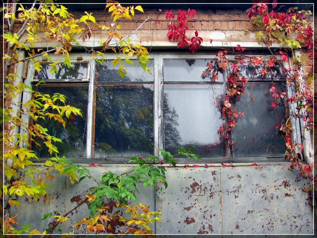 Windows