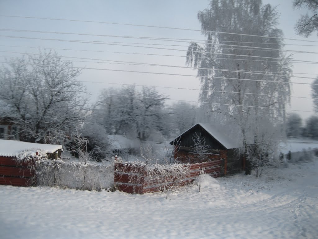 Ріпки