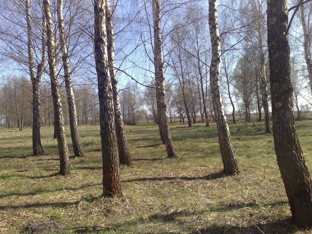 Березняк біля р. Убідь
