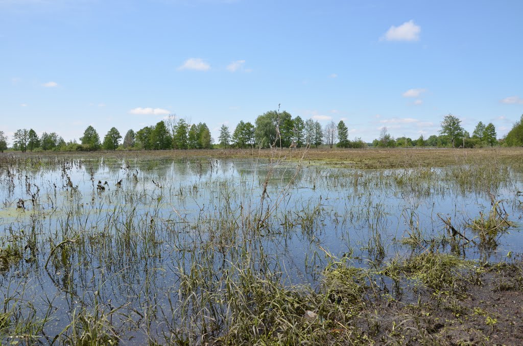 Плавни возле с.Сосница / Marshes near Sosnitsa